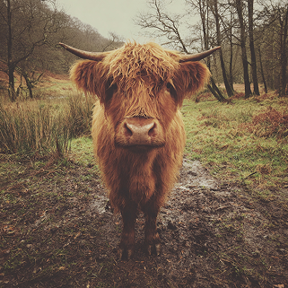 plat24941_a_photograph_of_a_highland_cow_taken_on_an_iphone_in__d03a0b18-2dbc-4889-a4f2-2f3159230974 1.jpg